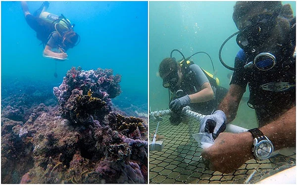 Projeto na Ilha de Maré recupera corais degradados